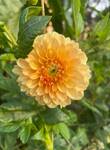 Plant name: Dahlia Dahlia  